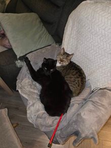 adoption