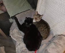 adoption