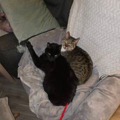 adoption