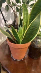 plants & pots