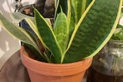 plants &amp; pots
