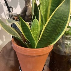 plants & pots