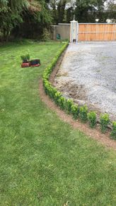 Box Hedging