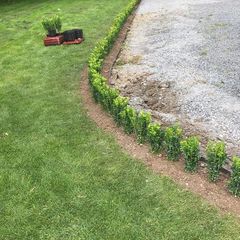 Box Hedging