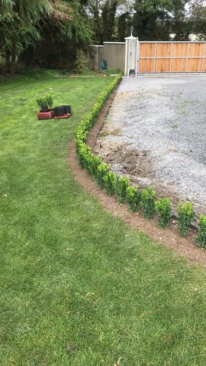 Box Hedging