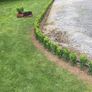 Box Hedging Image 5