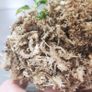 Dehydrated Sphagnum Moss (30g) Image 2