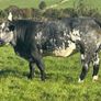 In Calf Heifers Oct 31st Ballinasloe Mart Image 7