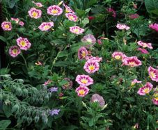 (C) Rose Ensign Seeds 2g (446944)