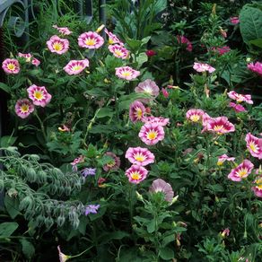 (C) Rose Ensign Seeds 2g (446944)