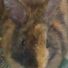 smokersbunny