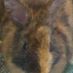 smokersbunny