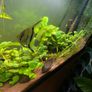 fluval Roma 240 litre Image 7
