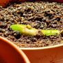 Baby monstera Image 5