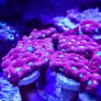 War Coral Favites Pentagone Image 3
