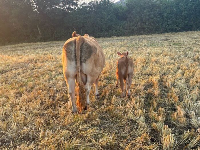 Pb Limousin cow