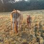 Pb Limousin cow Image 3