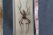 Halloween Insects In Glass Big Clearout, Make An Offer