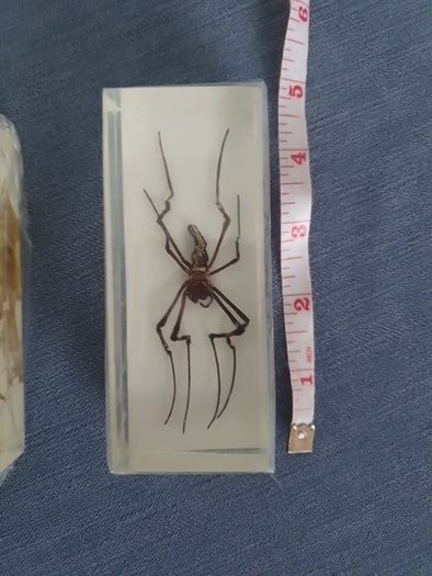 Halloween Insects In Glass Big Clearout, Make An Offer