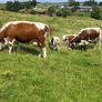 Pedigree Irish Moiled cows with bull calf at foot Image 6