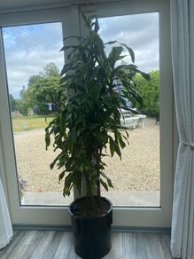 Indoor Plant