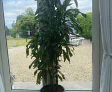 Indoor Plant