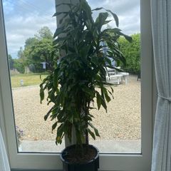Indoor Plant
