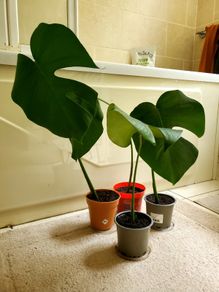 Monstera plants (25e if taking all)