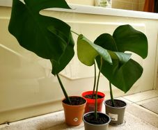 Monstera plants (25e if taking all)