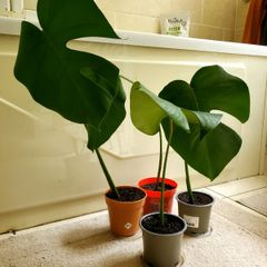 Monstera plants (30e if taking all)