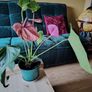 Anthurium Louisiana Image 3