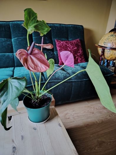 Anthurium Louisiana