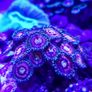 Rainbow Incinerator Zoa Image 5