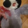 Arora Kissing Blushing Penguin Soft Plush Toy & Gift Bag Image 5