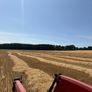 Square Bales Of Golden Barley Straw Image 3