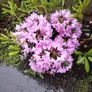 Plant Image 2