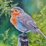 Baby Robin | FineArt Print | framed Image 5