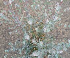 eucalyptus azura tree