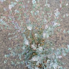 eucalyptus azura tree
