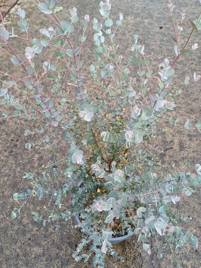eucalyptus azura tree