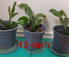 Christmas cactus