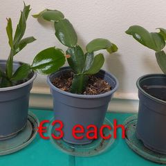 Christmas cactus