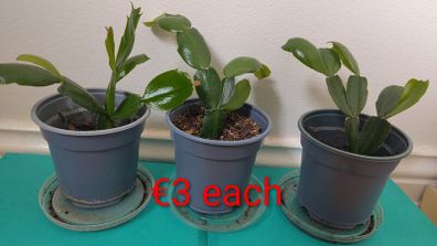 Christmas cactus