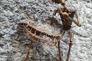 John Flavius and Alfred Weekes wire statue ornament