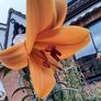 African Queen Lily bulb - 2 available Image 10