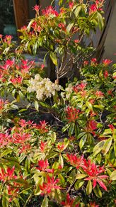 Evergreen Shrubs, Garden Plants