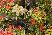 Evergreen Shrubs, Garden Plants