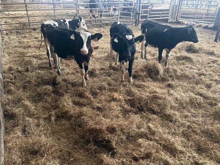 Fr heifer calves
