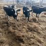 Fr heifer calves Image 4