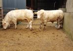 Pedigree Registered Charolais bulls for sale